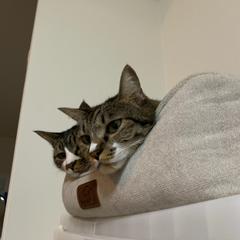 ネコを飼っています(๑・̑◡・̑๑)