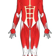 医学用人体イラスト