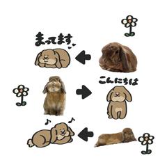 ペットのLINEスタンプ