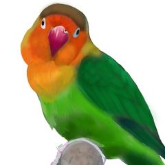 インコの似顔絵
