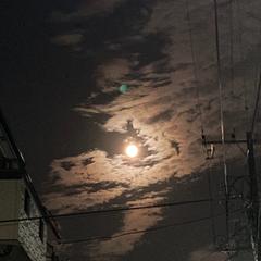 ドラゴン（龍）の写真