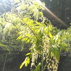 藤の花と陽光 エネルギー充電