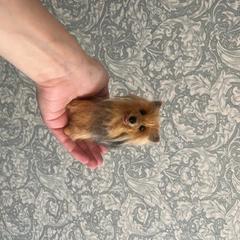 羊毛でうちの子作りませんか