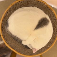 まぁるい、ねこ