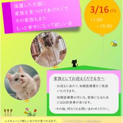 保護犬猫譲渡会の宣伝用チラシ