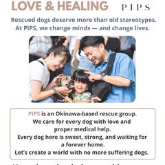 犬の保護団体の募金箱設置におけるPOP