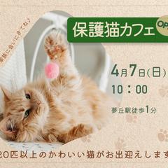 【女性向け／集客】思わず行きたくなる猫カフェ広告バナー