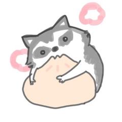 あらいぐま