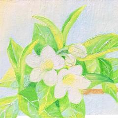 卯の花