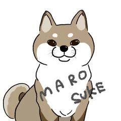 柴犬