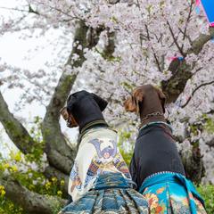 オーダーメイド袴