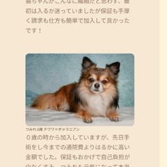 ペット保険架空サイト②