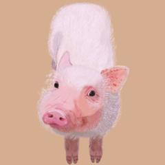 ミニブタを描いてみました。