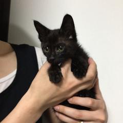 保護してすぐの子猫育成サポート