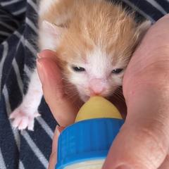 ミルクを飲まない子の飲ませ方アドバイス