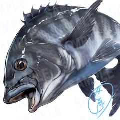 チヌ　リアルタッチイラスト