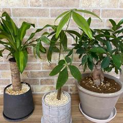 癒される〜植物たち(о´∀`о)♪私の応援団✨