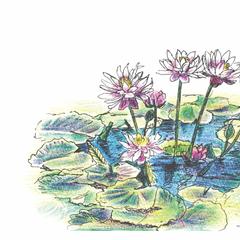 蓮の花