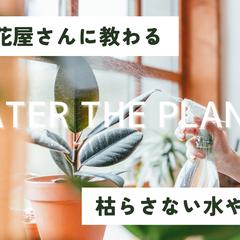 観葉植物育てかたYouTubeサムネイル