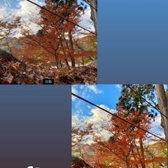 紅葉