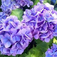 気分が沈みがちな時に心が軽やかに☘️