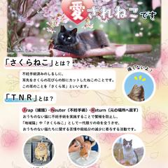【実績掲載】どうぶつ基金様確認済｜さくらねこ啓発ポスター