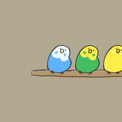 ヘッダー用イラスト-セキセイインコ