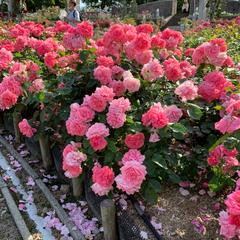 薔薇園