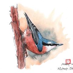 野鳥シリーズ・ゴジュウカラ
