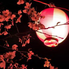花と灯