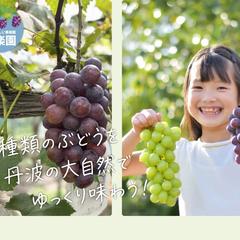 ぶどう園情報発信(HP制作、MEO対策、SNS運用代行)