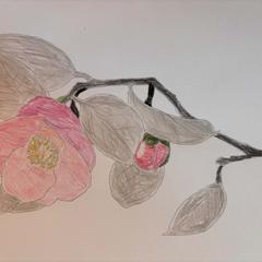 色彩検定を生かした塗り絵です②