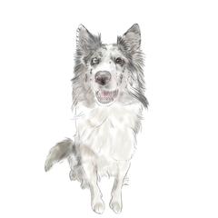 ご依頼のペットイラスト１