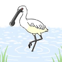 クロツラヘラサギ