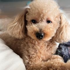 愛犬です♡