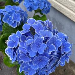 紫陽花