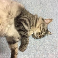 データ分析・集計入力業務
