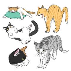 ねこ
