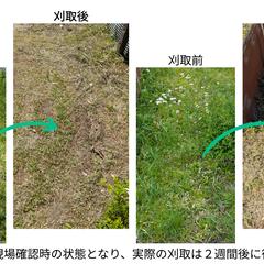 実際の草刈りビフォーアフター