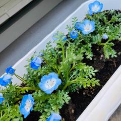 プランターなどの寄せ植え