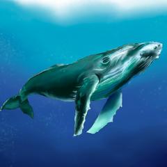 クジラ　iPhone壁紙