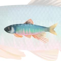 生物イラスト『オイカワ』
