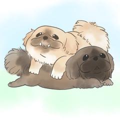 犬種は同じでも全然違うペキニーズ