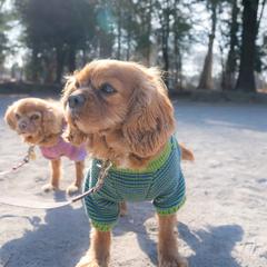 ペット撮影～大切な家族との何気ない日常～