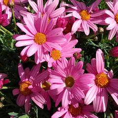 2022年2月21日  冬でもお花を見られる千葉県
