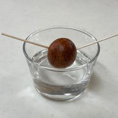 アボカドの発芽に挑戦♪