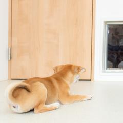 ペット共生住宅