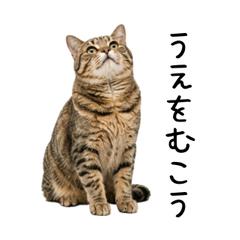 猫ラブスタンプ