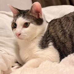 猫・ペット特化｜ショート動画編集サポート