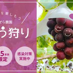 バナー_ブドウ狩り